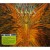Buy Cynic - Focus Mp3 Download