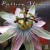 Buy Zoot Sims - Passion Flower: Zoot Sims Plays Duke Ellington Mp3 Download