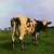 Purchase Pink Floyd- Atom Heart Mother MP3