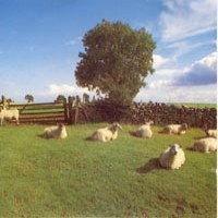 Purchase KLF - Chill Out