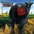 Buy Blink-182 - Dude Ranch Mp3 Download