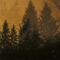 Purchase If These Trees Could Talk - Above The Earth, Below The Sky