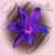 Purchase Yolanda Johnson- Violet Flower MP3