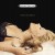 Buy Anastacia - Pieces Of A Dream Mp3 Download