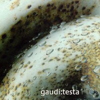 Purchase Gaudi & Testa - Continuum