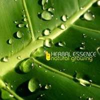 Purchase Herbal Essence - Natural Growing