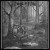 Buy Forest Of Fog - Nebelhymnen Mp3 Download