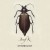 Purchase Josef K- Entomology MP3