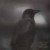 Buy Veles - The Black Ravens Flew Again Mp3 Download