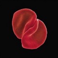 Buy Peter Gabriel - Scratch My Back Mp3 Download