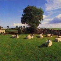 Purchase KLF - Chill Out (USA)