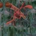Buy Peverelist - Jarvik Mindstate Mp3 Download