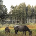 Buy Pianos Become The Teeth - Old Pride Mp3 Download