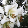 Buy Sehnsucht - Wuste Mp3 Download