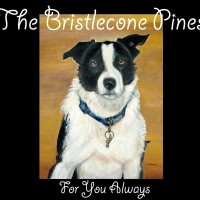 Purchase The Bristlecone Pines - For You Always