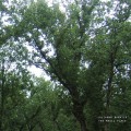 Buy Julianna Barwick - Magic Place Mp3 Download