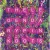 Buy The Legendary Pink Dots - Singe Wahrend Du Bist Mp3 Download