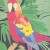 Buy Algernon Cadwallader - Parrot Flies Mp3 Download