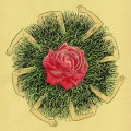 Buy Jesse Sykes & The Sweet Hereafter - Gentleness Of Nothing Mp3 Download