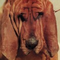 Buy Ty Segall - Goodbye Bread Mp3 Download