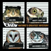 Purchase The Four Owls - Nature's Greatest Mystery