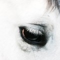 Buy Creepoid - Horse Heaven Mp3 Download