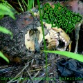 Buy Splattered Entrails - Carnivorous Parasitic Infection Mp3 Download