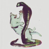 Purchase Les Savy Fav - The Cat & The Cobra