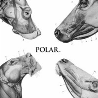 Purchase Polar. - This Polar Noise EP