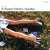 Buy Bo Kaspers Orkester - Amerika Mp3 Download