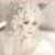 Buy Dolly Parton - Real Love Mp3 Download