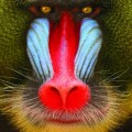 Buy Suckers - Wild Smile Mp3 Download