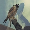 Buy Iceage - You're Nothing Mp3 Download