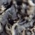 Buy Steve Roach - Pure Flow Mp3 Download