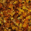 Buy Childish Gambino - EP Mp3 Download