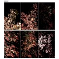 Buy Arve Henriksen - Solidification CD4 Mp3 Download