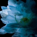 Buy VA - Luna Sea Memorial Cover Album -Re:birth- Mp3 Download