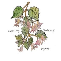 Purchase Caitlin Cary - Begonias (With Thad Cockrell)