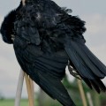Buy Red Kite - Songs For Crow Mp3 Download