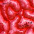 Buy Gravelroad - The Bloody Scalp Of Burt Merlin Mp3 Download
