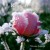 Buy nicolas jeandot - Roses De Cristal Mp3 Download