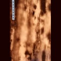 Buy Das Synthetische Mischgewebe - Bacchus (Cassette) Mp3 Download