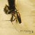 Buy Stephen Vitiello - Age Of Insects (With Mem1) Mp3 Download