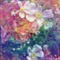 Buy The Stargazer Lilies - We Are The Dreamers Mp3 Download