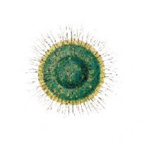 Purchase Medeski Martin & Wood - Radiolarians III: The Evolutionary Set