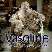 Purchase Stone Temple Pilots - Vasoline (MCD)
