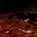 Buy Velvet Acid Christ - Oblivion Interface Mp3 Download