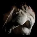 Buy Brothers Dege - How To Kill A Horse Mp3 Download