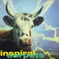 Purchase Inspiral Carpets - Commercial Rain (MCD)