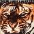 Buy Survivor - Japanese Papersleeve Collection: Eye Of The Tiger CD3 Mp3 Download